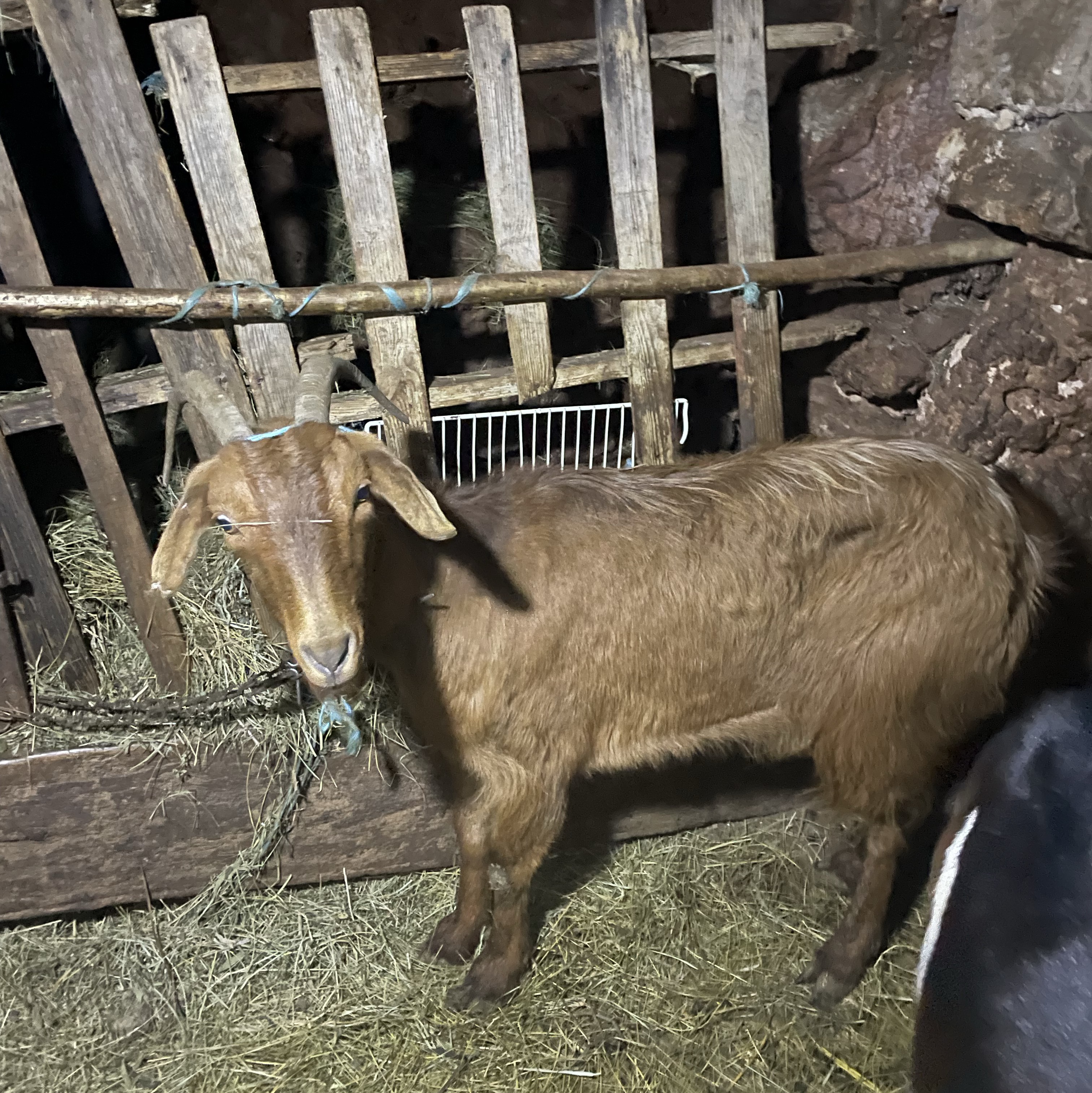 Se vende  - imagen 1