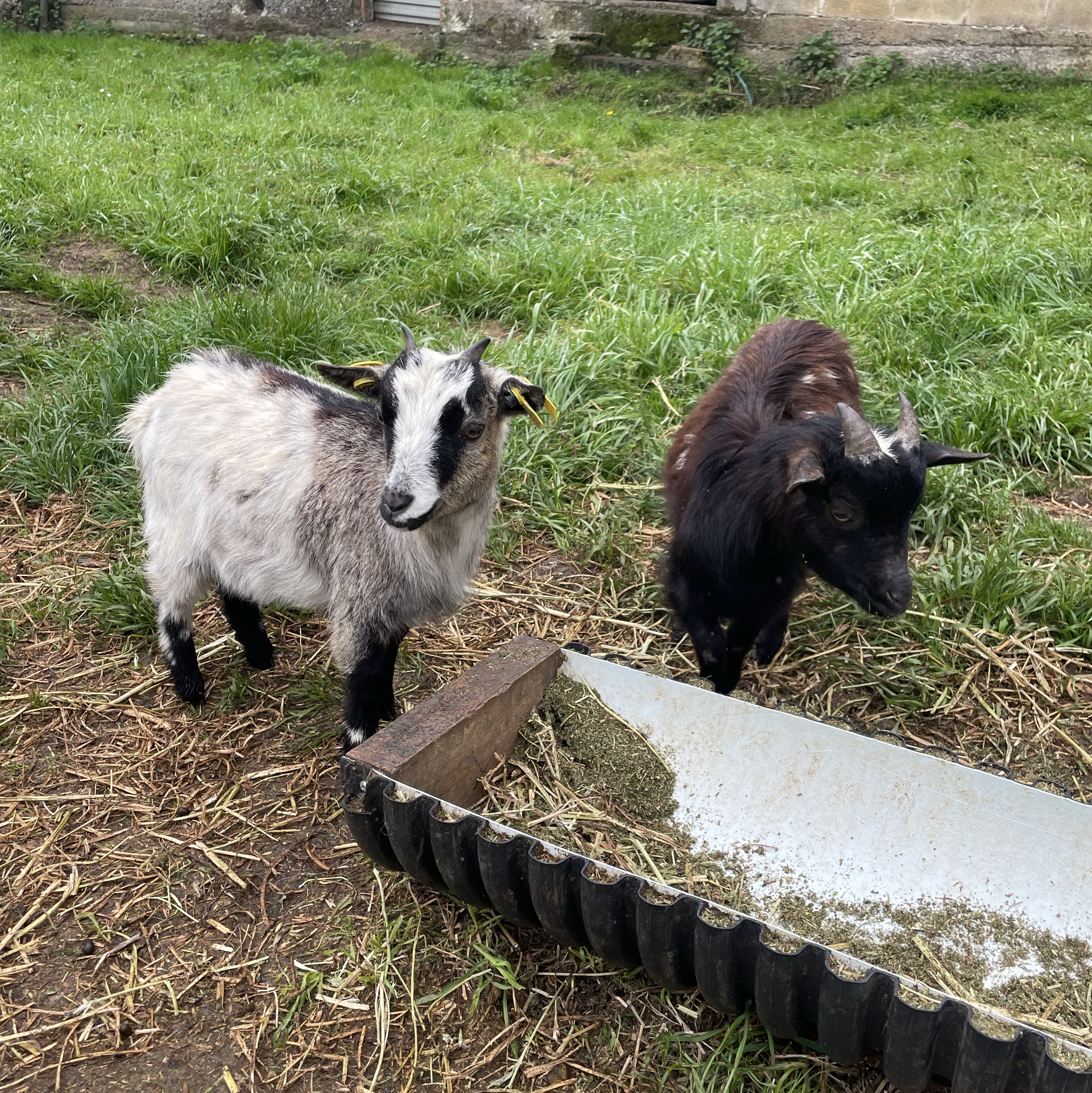 Se venden pareja  de enanos  - imagen 1