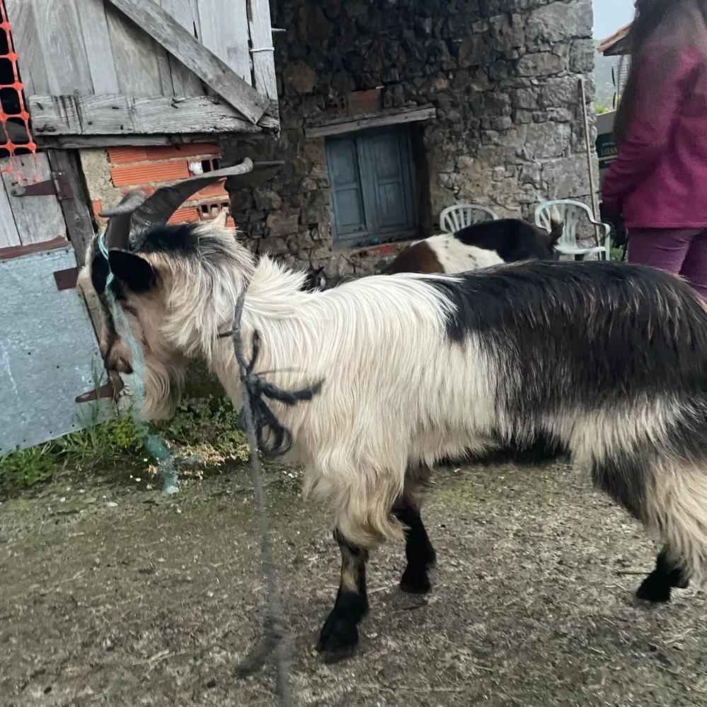 Se vende  - imagen 1