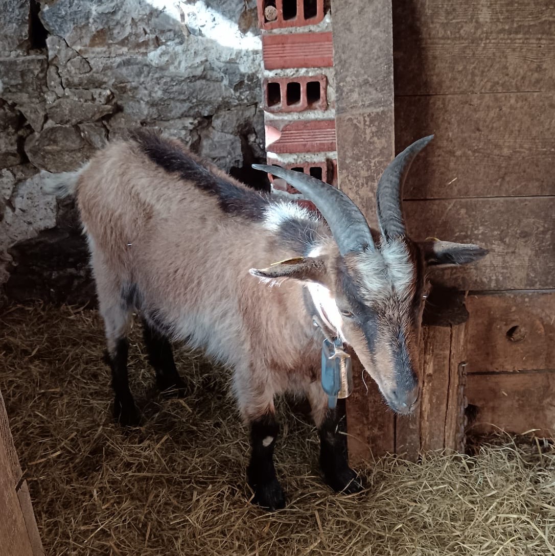  Se venden  - imagen 1