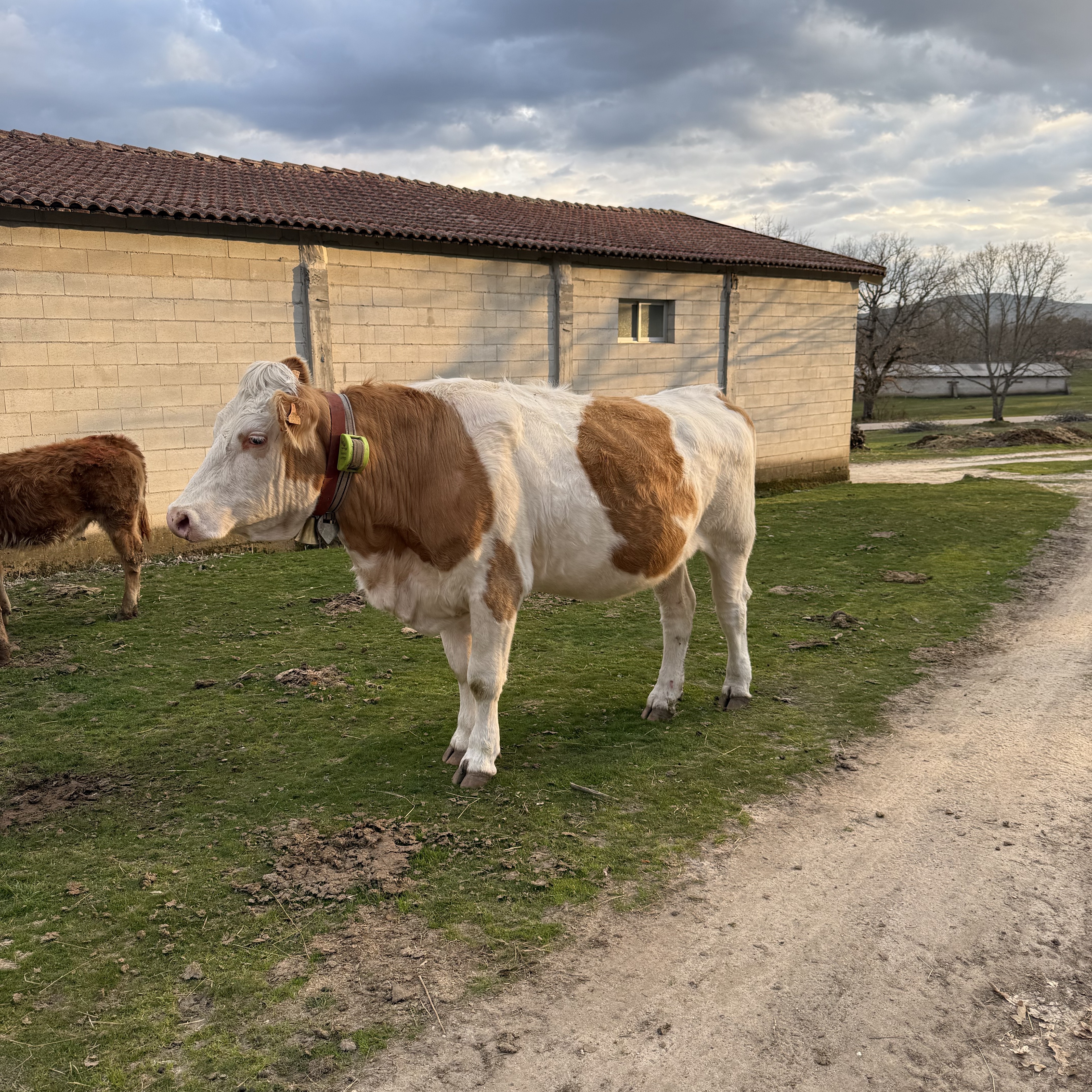 Se vende vaca y novilla Fleviks  - imagen 1