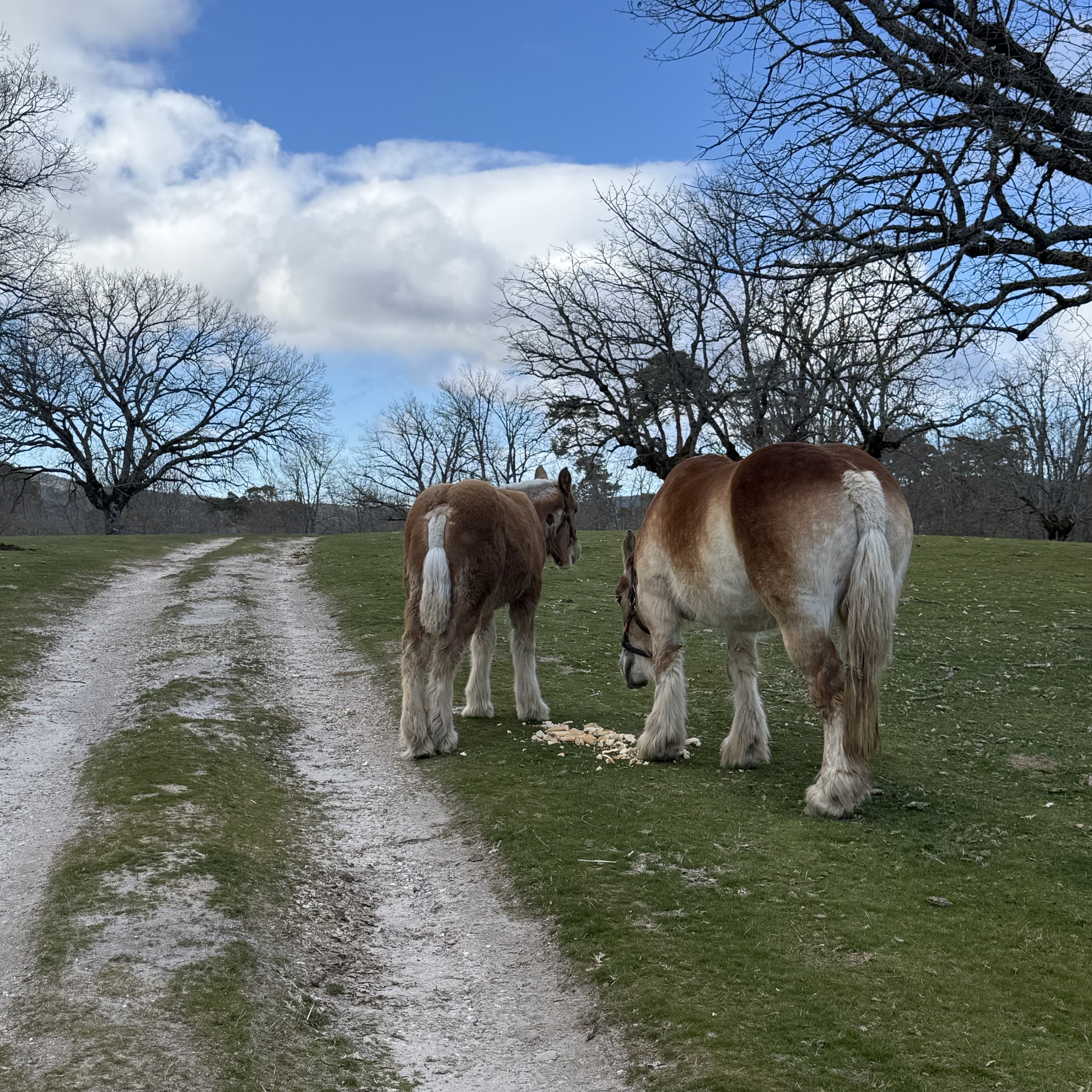 Se vende yegua y potra  - imagen 1