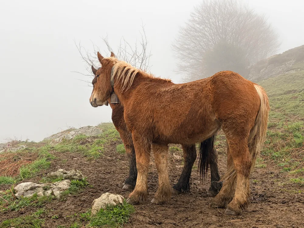 Caballos de monte pais vasco - imagen 1