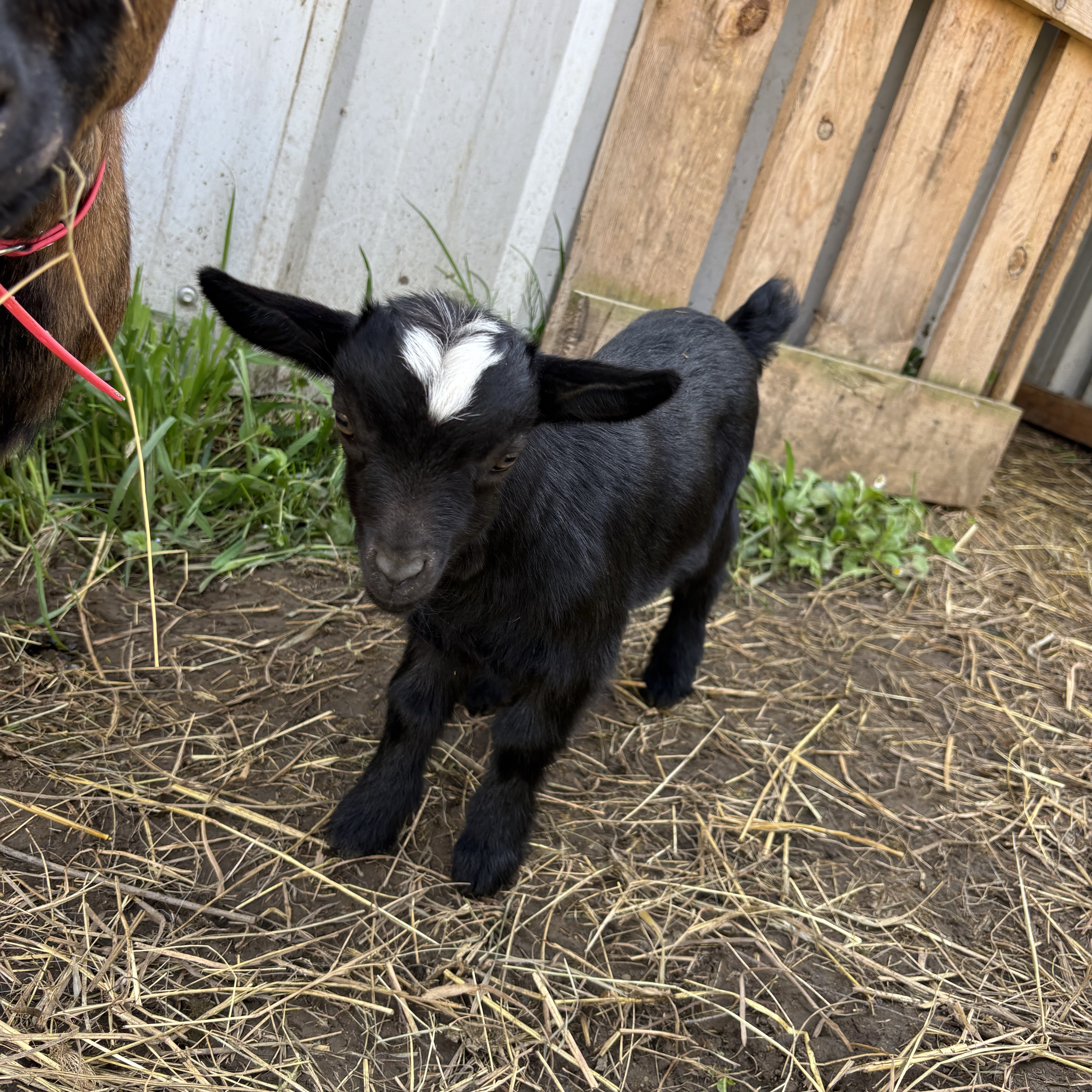 Cabrito enano  - imagen 1