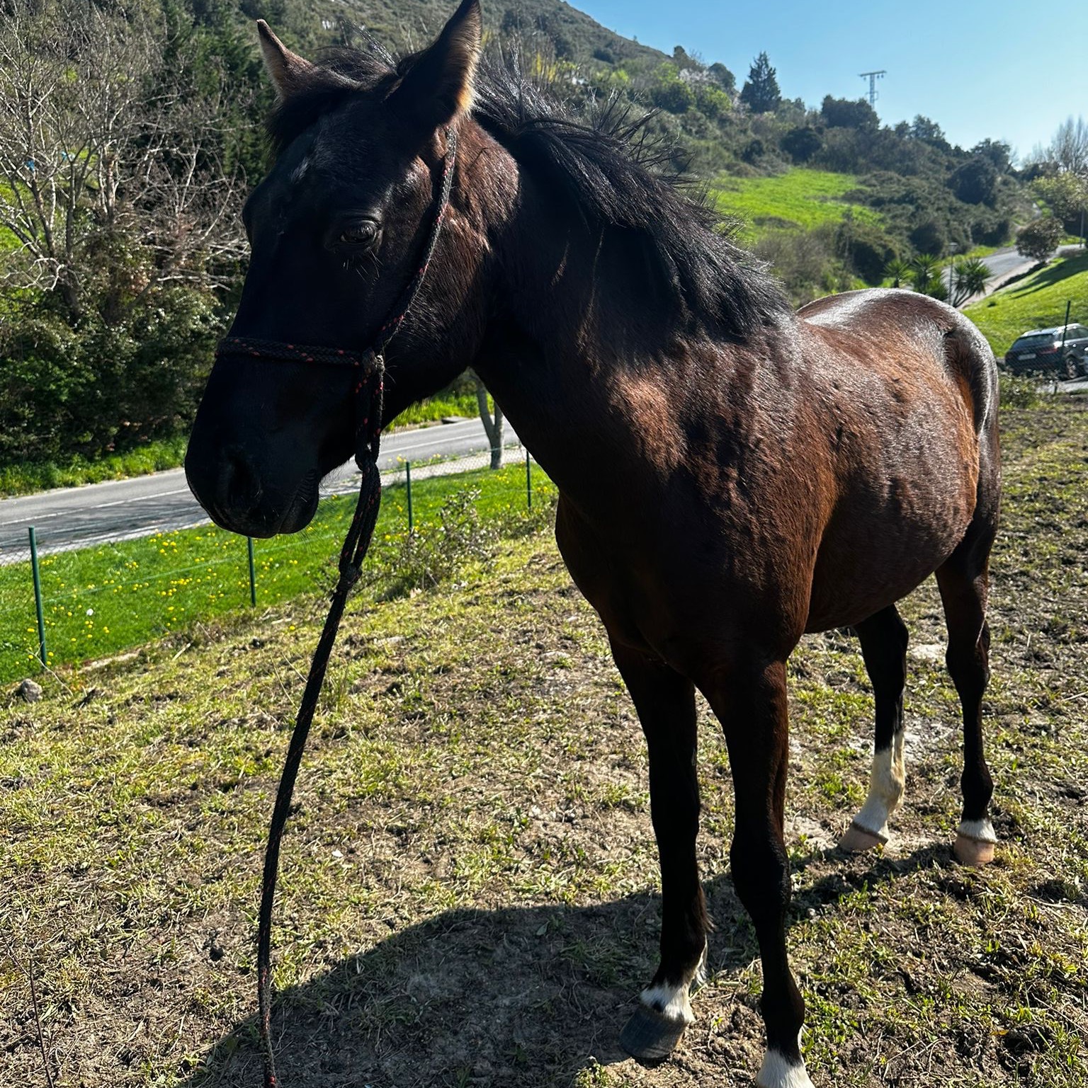 Potro Quarab  - imagen 1