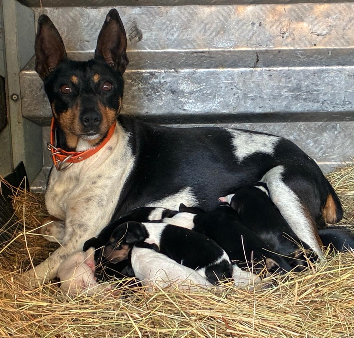 Bodegueros Andaluces  - imagen 1