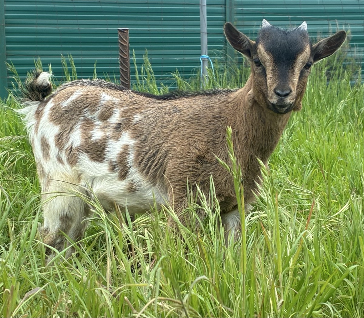 Cabrito enano  - imagen 1