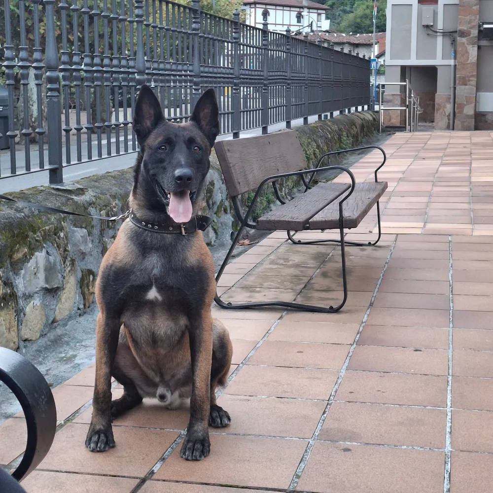 Pastor belga malinois - imagen 1