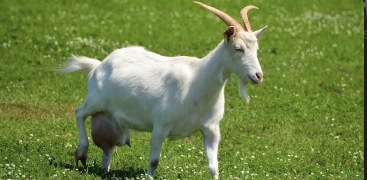 Busco Cabra lechera  - imagen 1