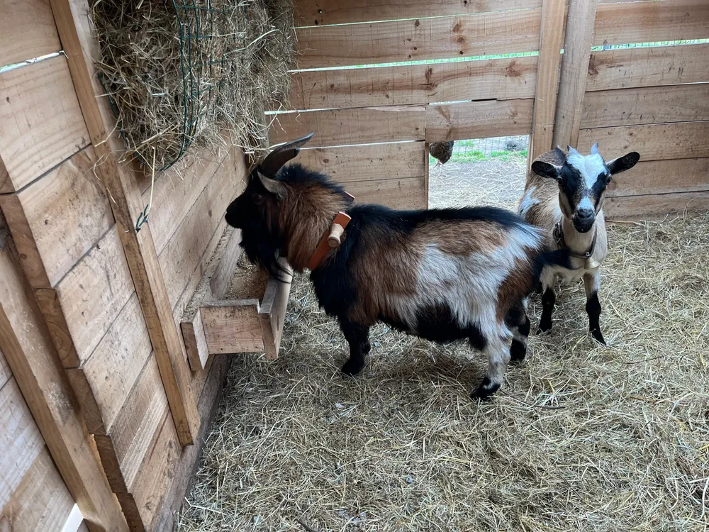 Se venden pareja cabras enanas - imagen 1