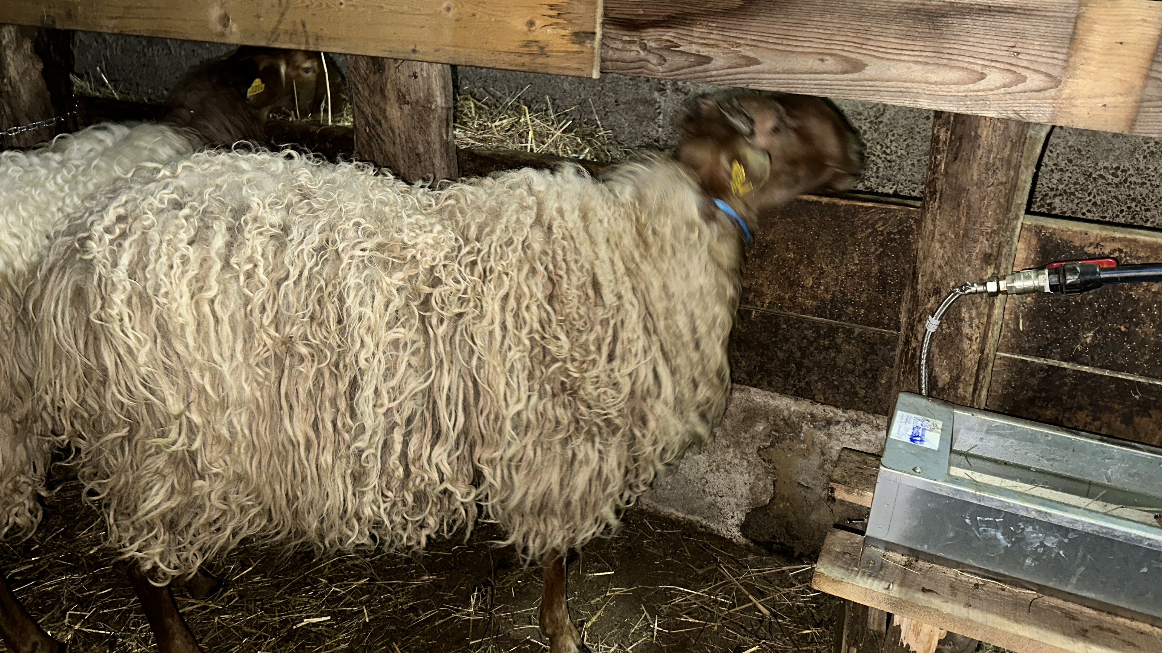 Carnero de 2 años - imagen 1