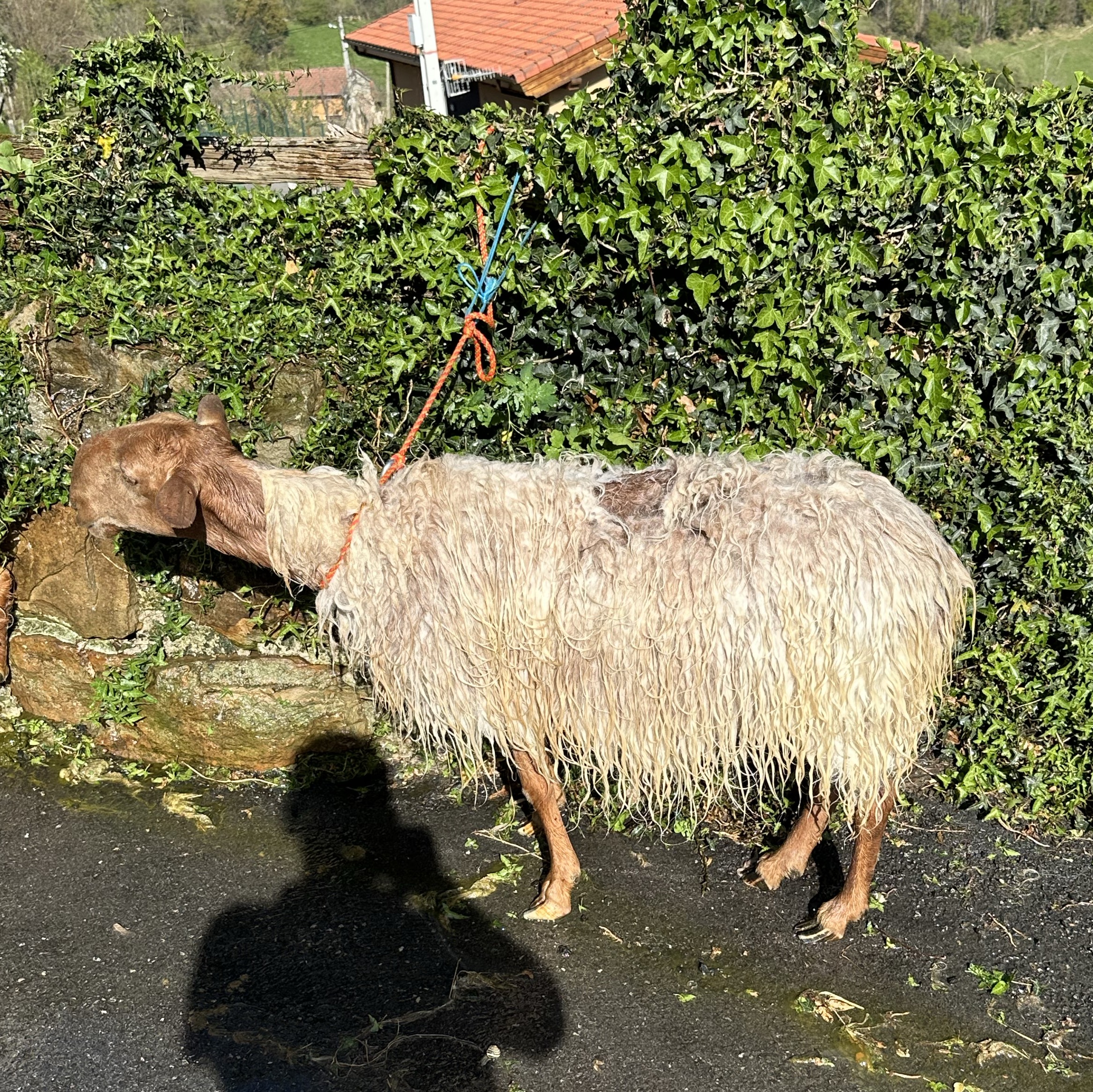 Se vende oveja sin cría  - imagen 1