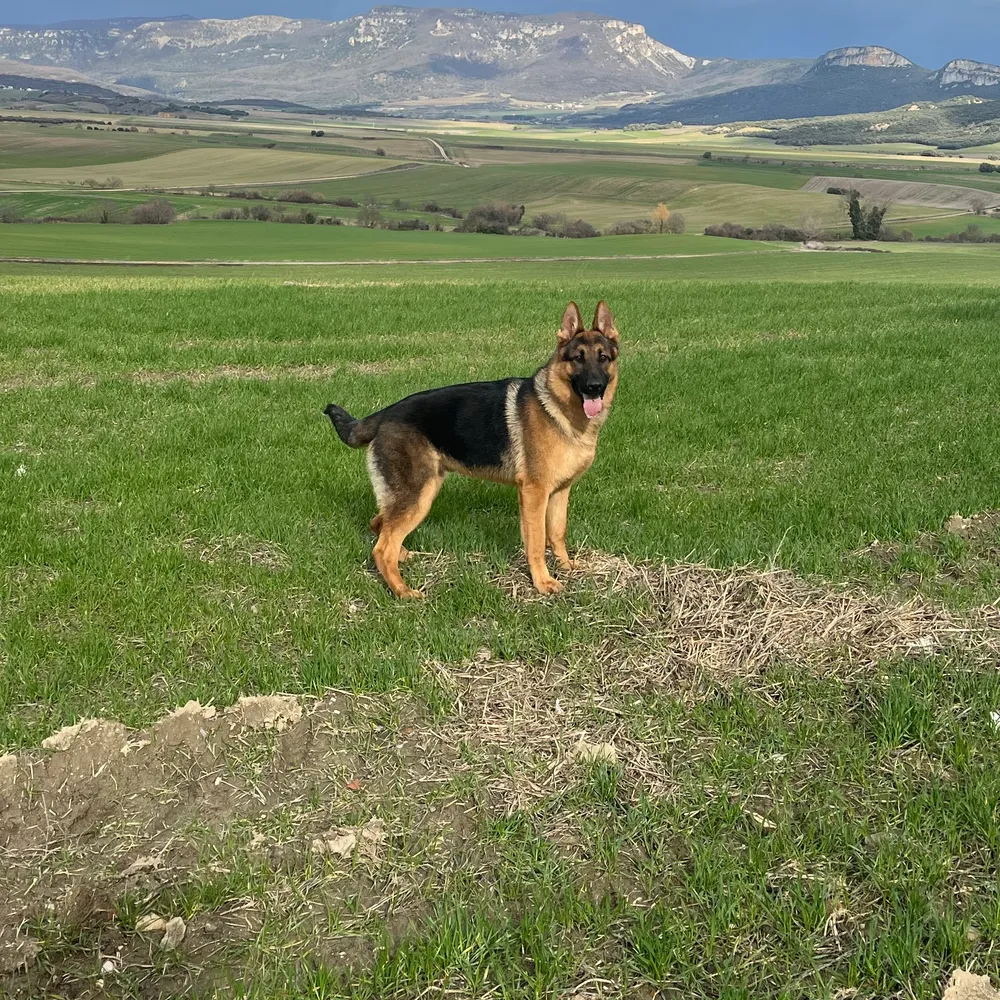 Pastor aleman PARA MONTAS - imagen 1