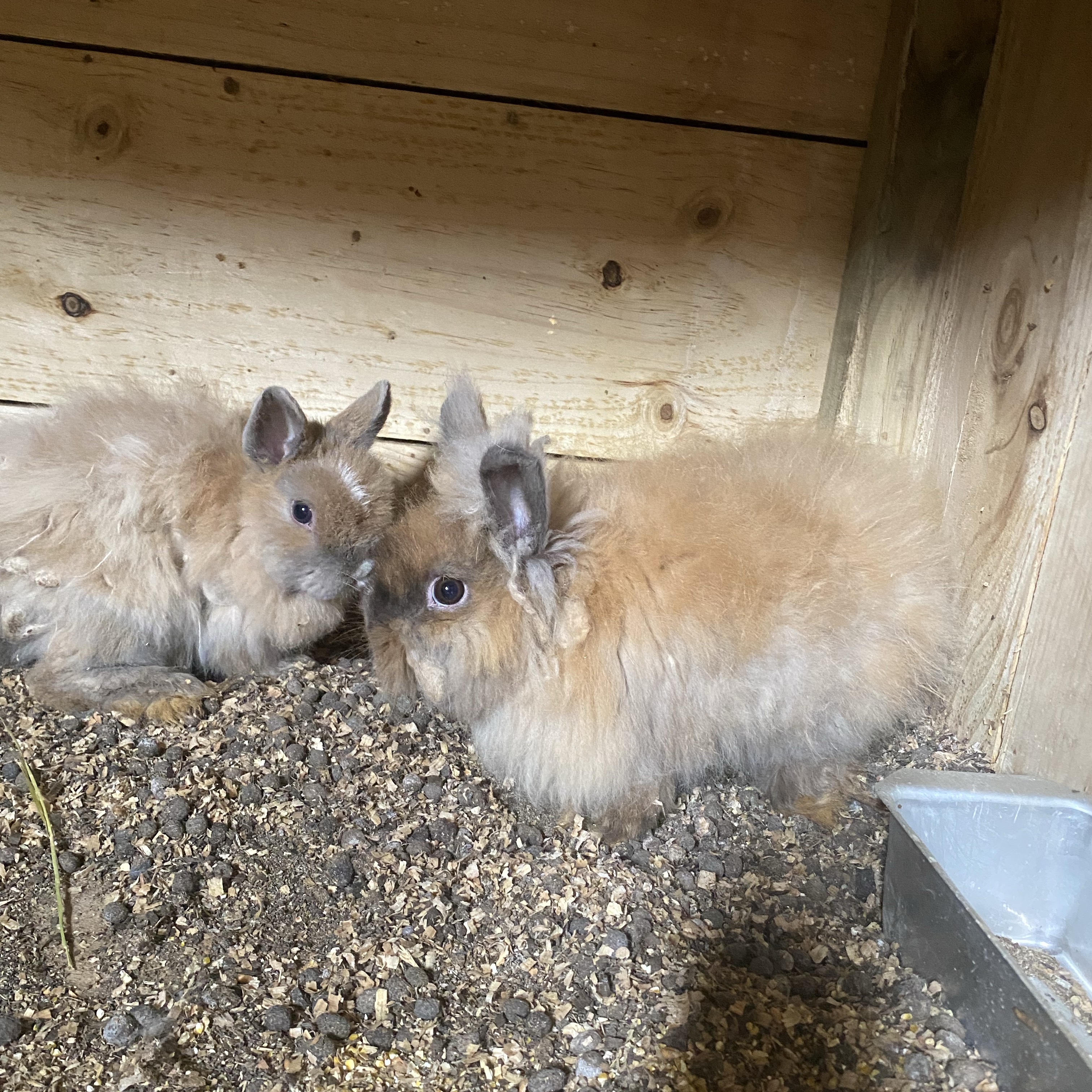 Conejos enanos - imagen 1