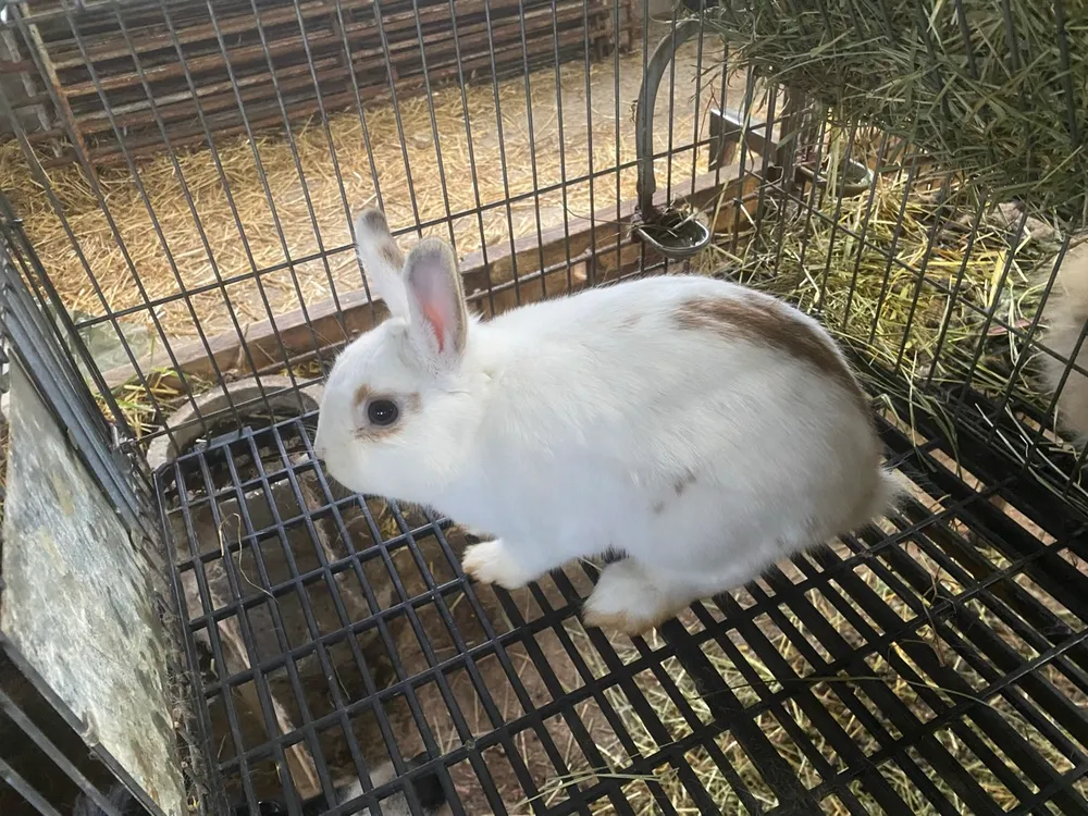 Conejos enanos - imagen 1