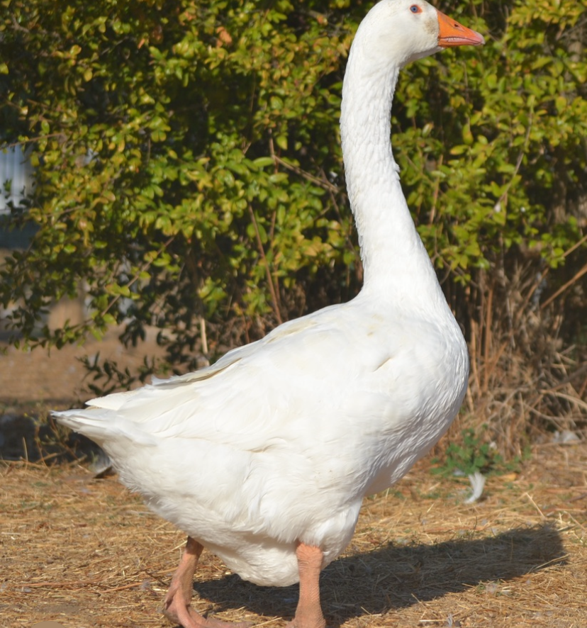 Ocas blancas  - imagen 1