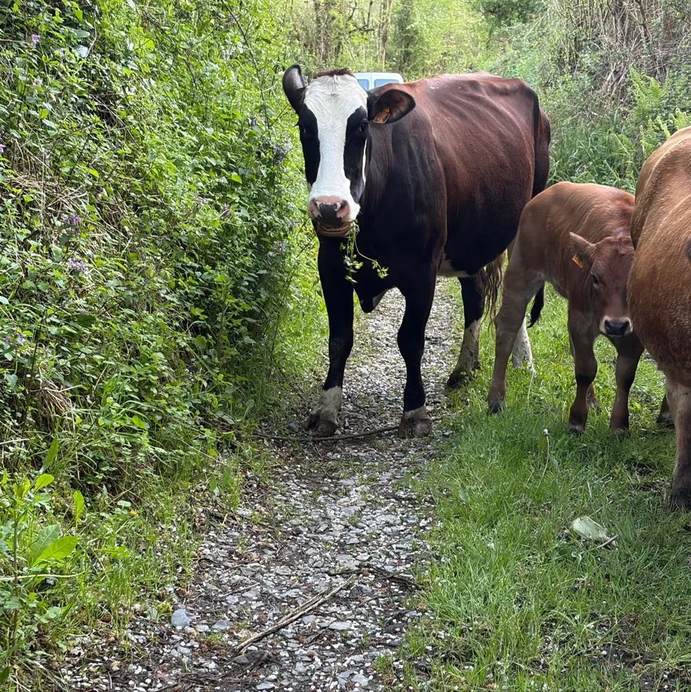 Vaca con cria - imagen 1