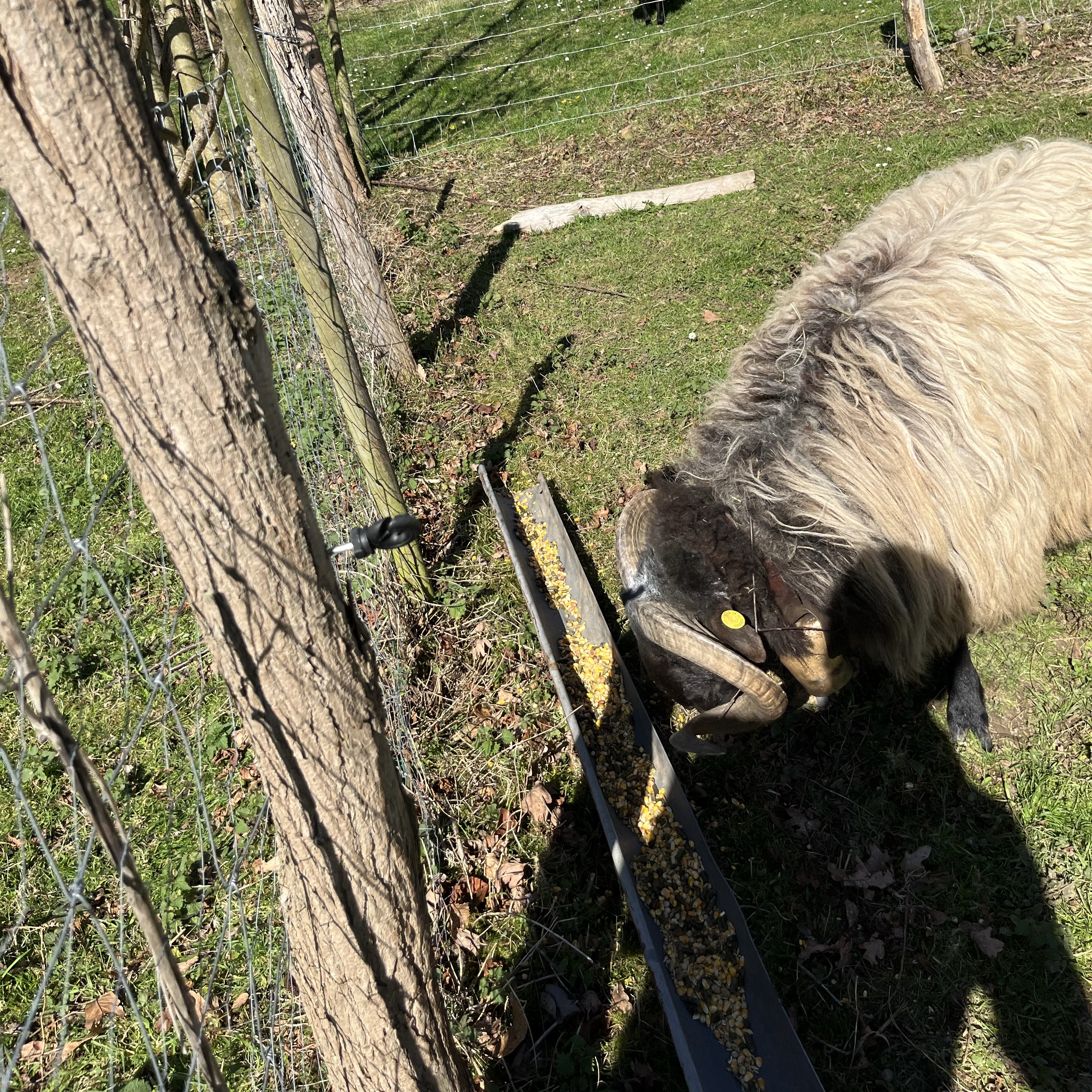 Carnero latxo - imagen 1
