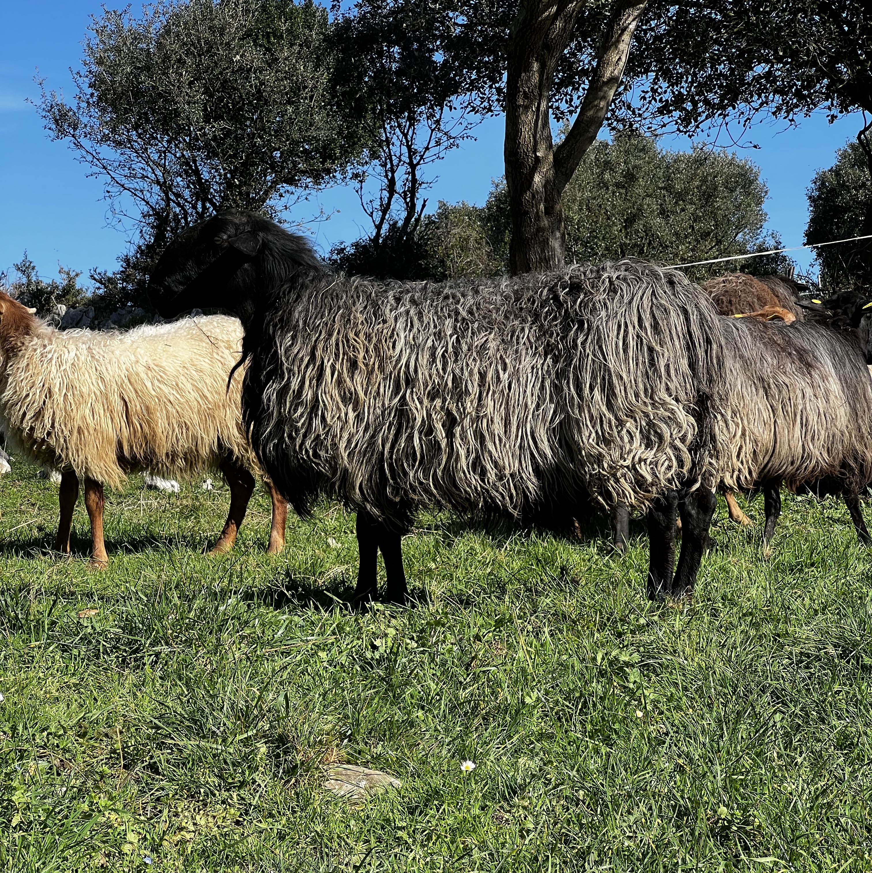 Carnero cara negra - imagen 1