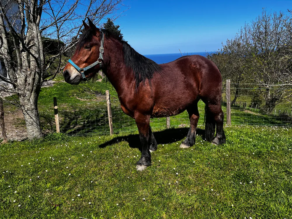 Yeguas CMPV - imagen 1