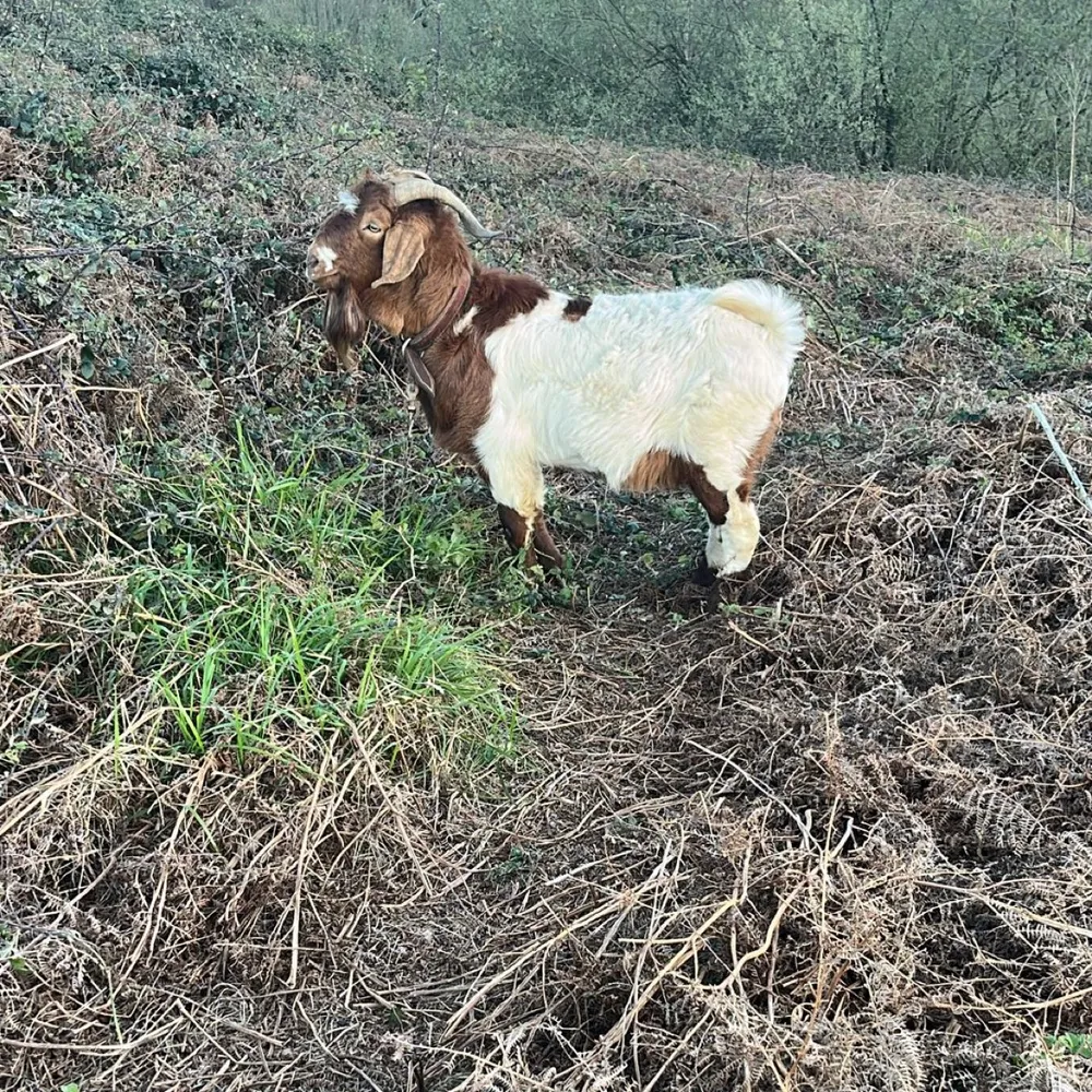 Se vende castron - imagen 1