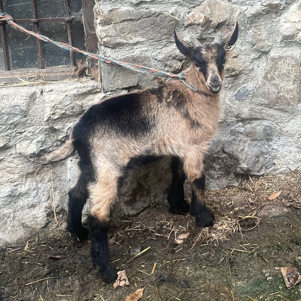 Se vende cabrito - imagen 1