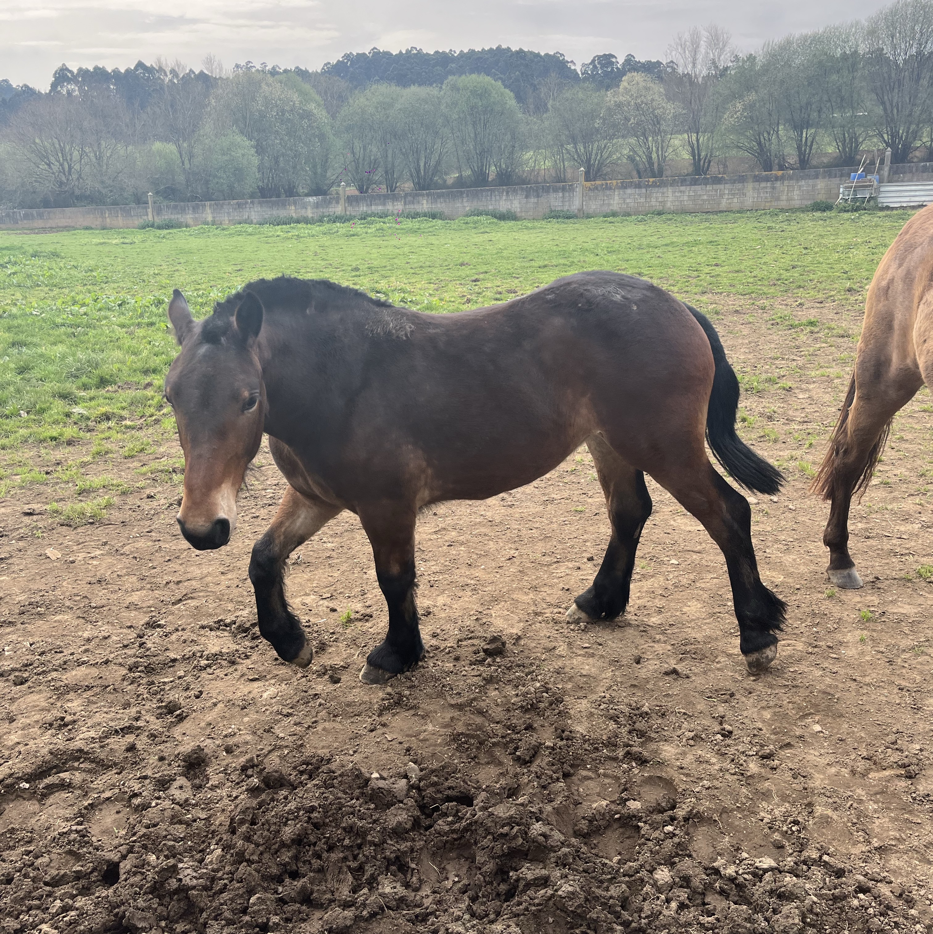 potra percherona - imagen 1