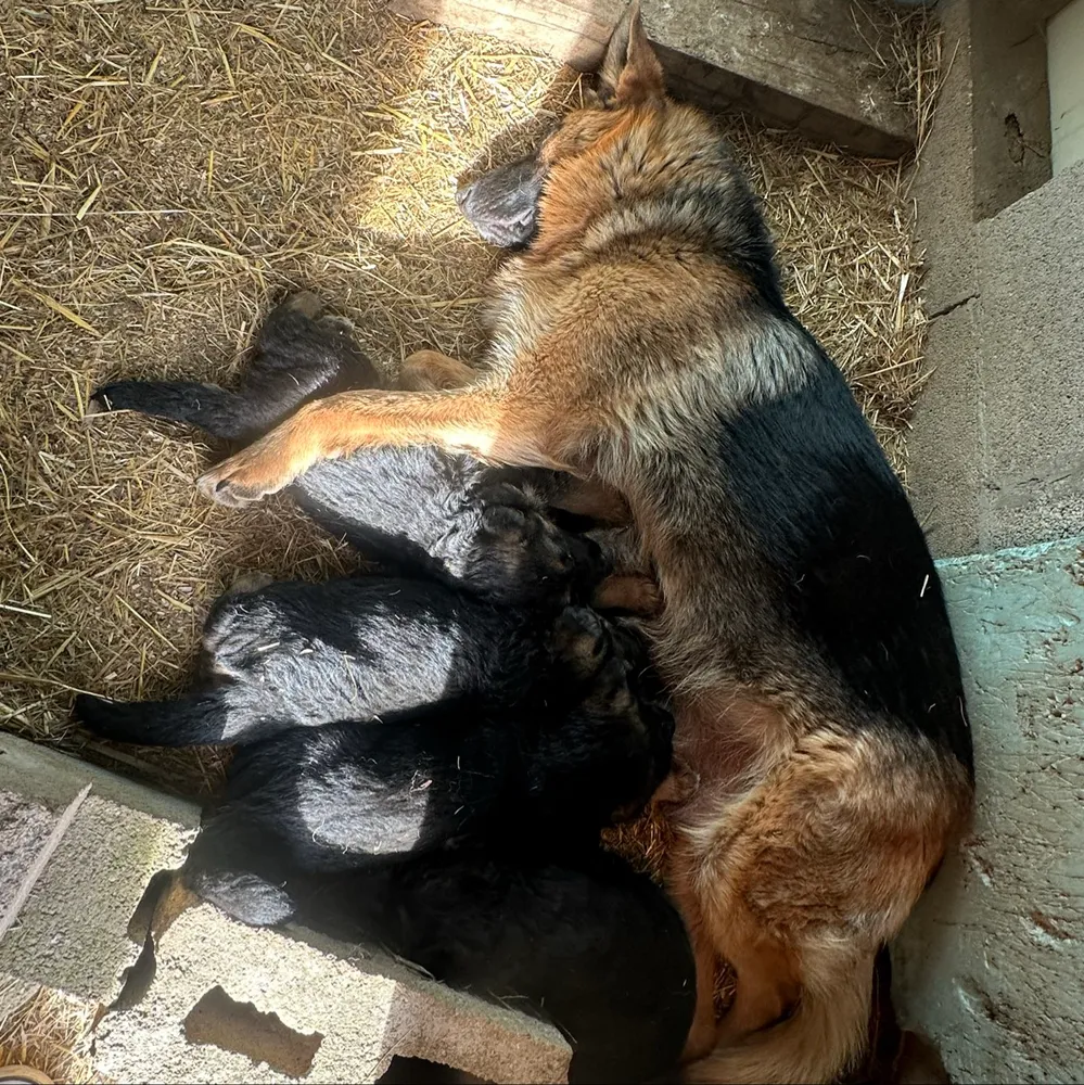 Cachorros Pastor alemán Puros - imagen 1