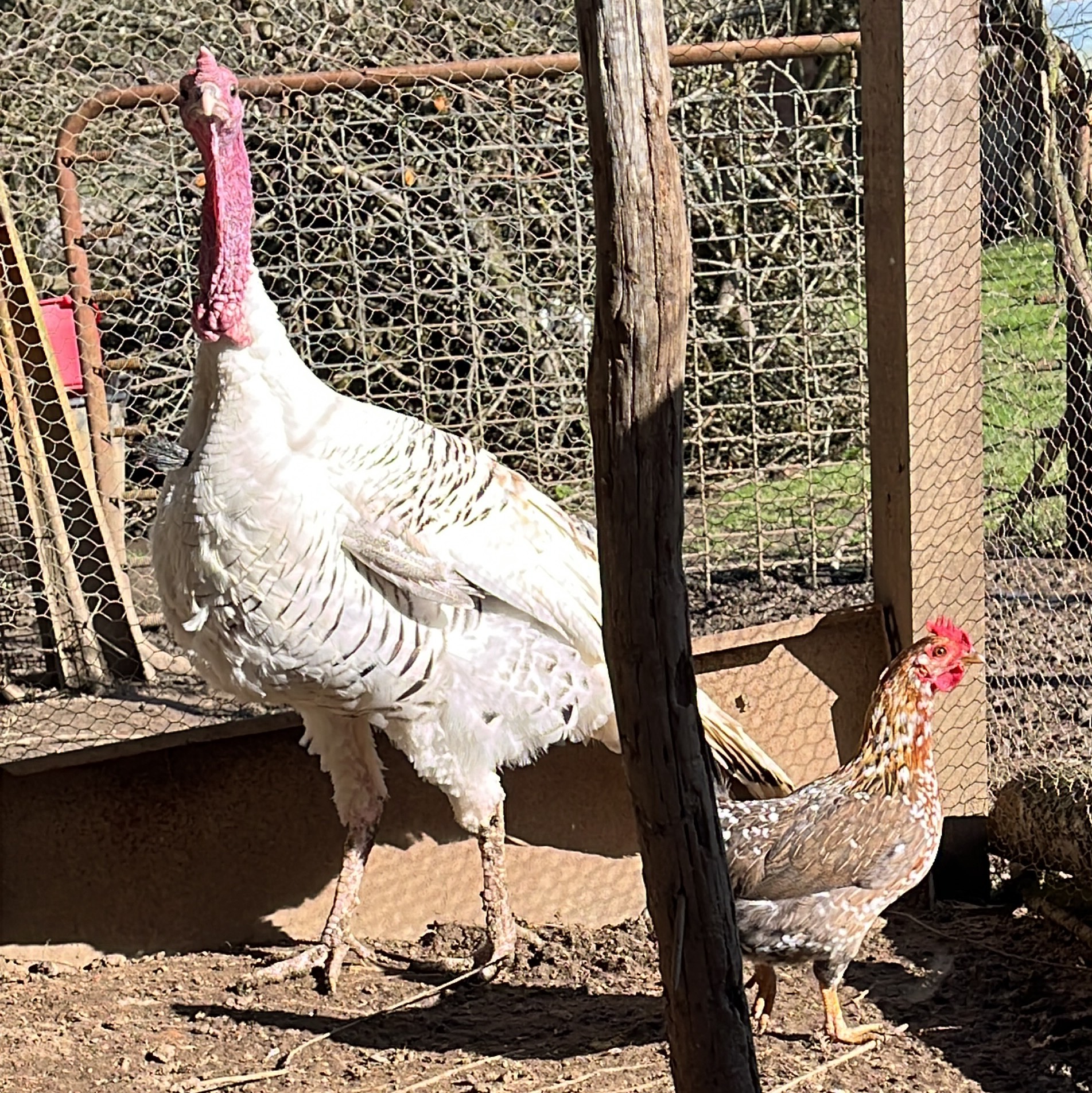 pavos royal palm - imagen 1