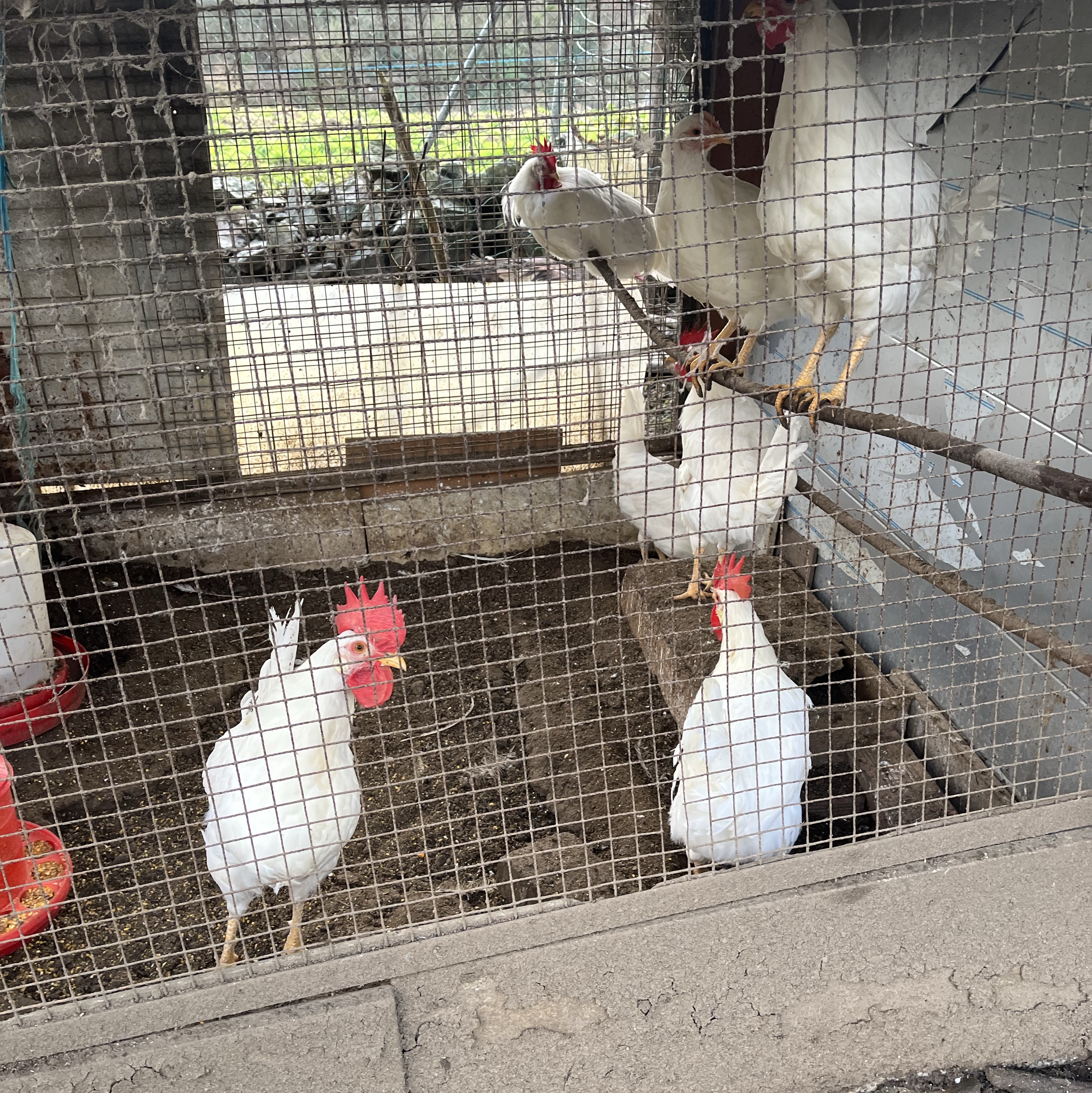 gallos leghorn - imagen 1