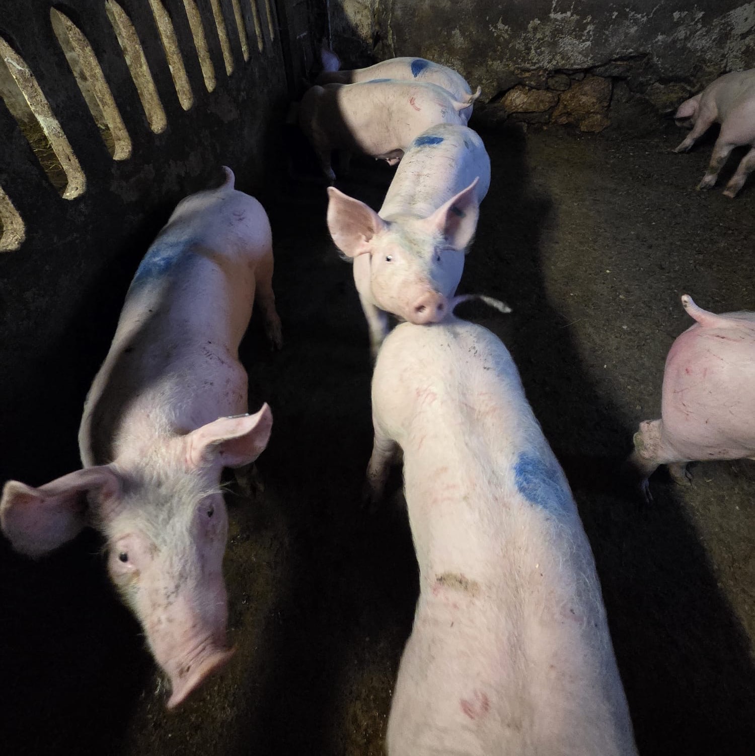 Se venden cerdos - imagen 1