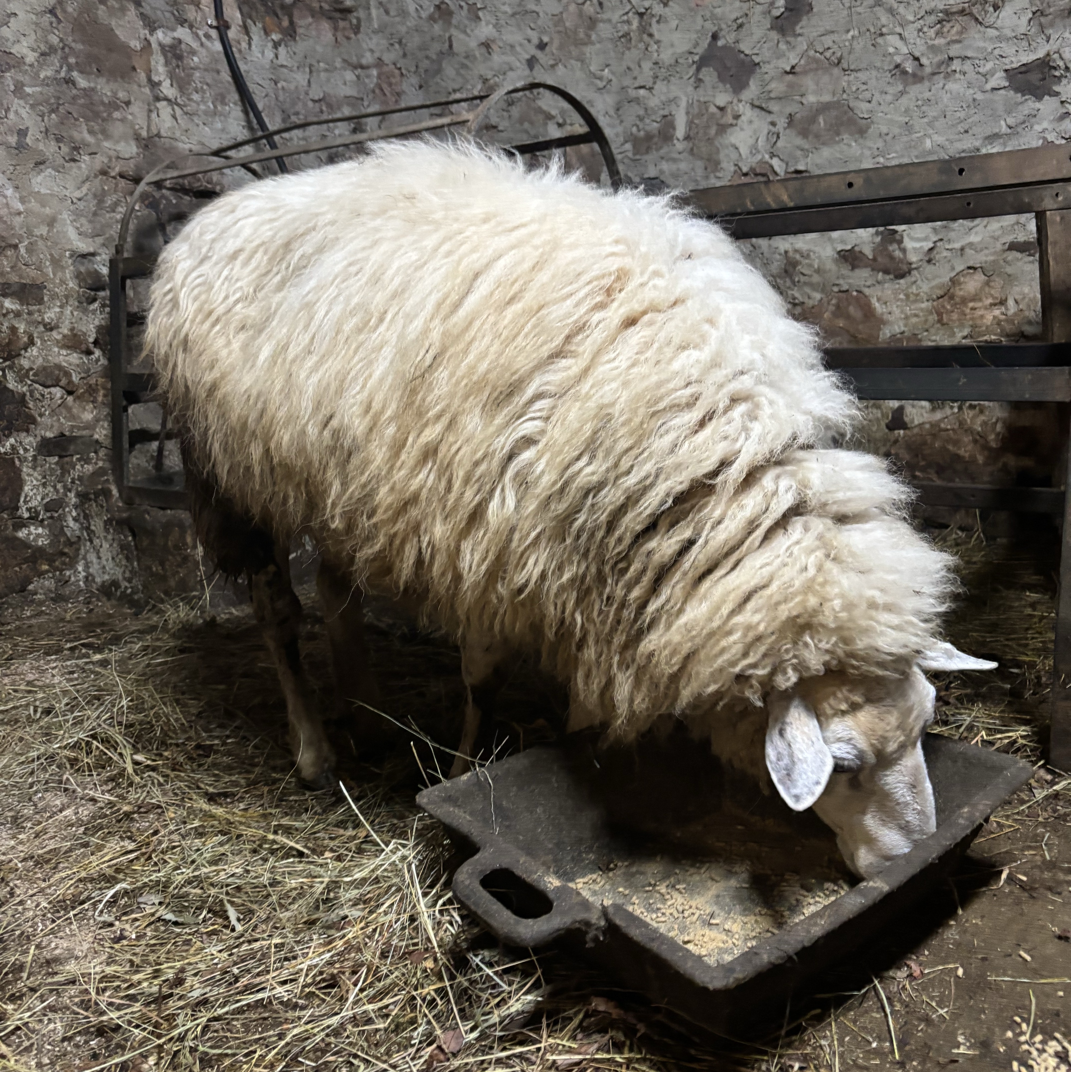 Se vende Oveja  - imagen 1