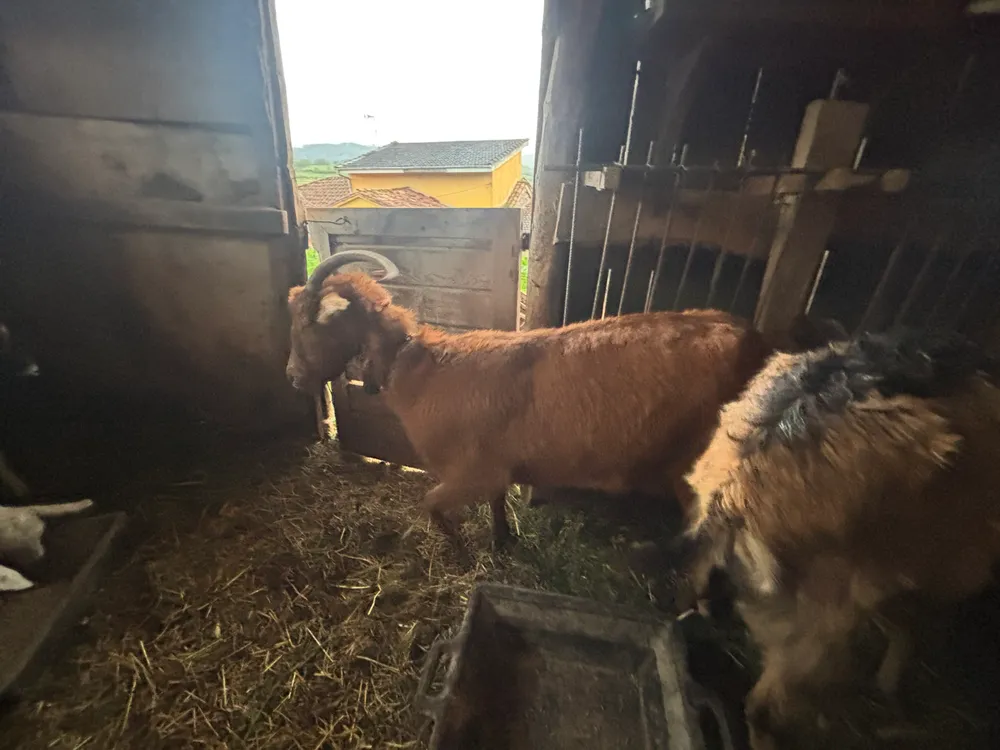 Se venden cabras - imagen 1