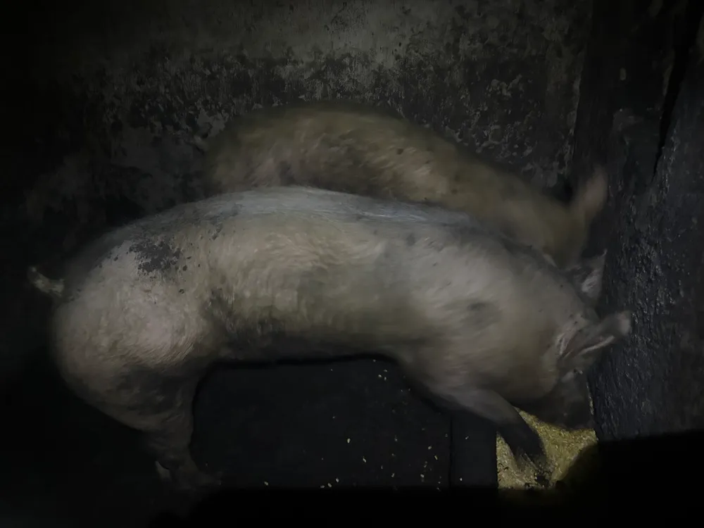 Se venden cerdos  - imagen 1