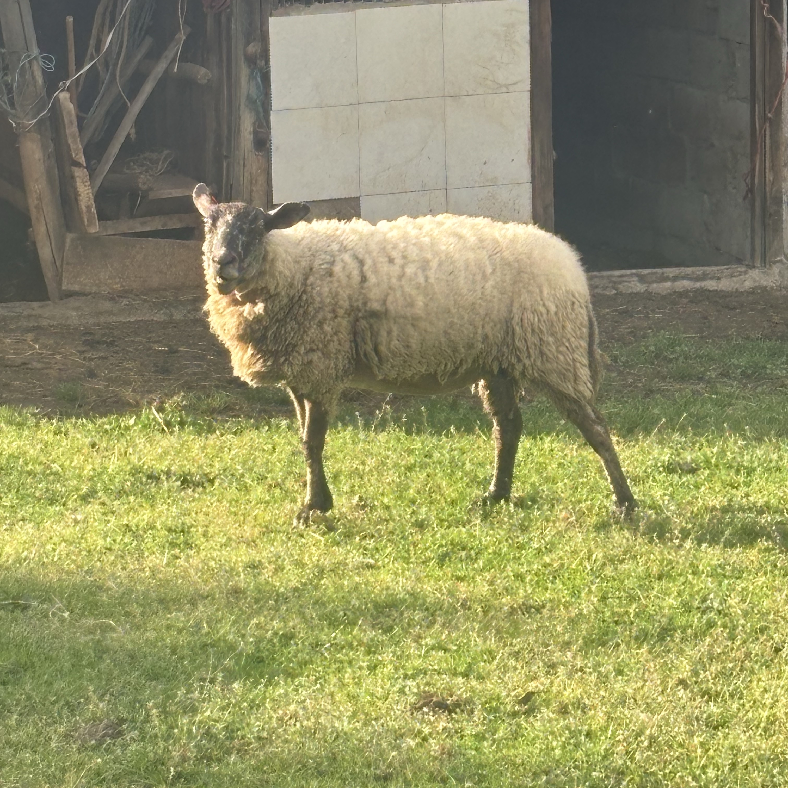 Lote de ovejas - imagen 1