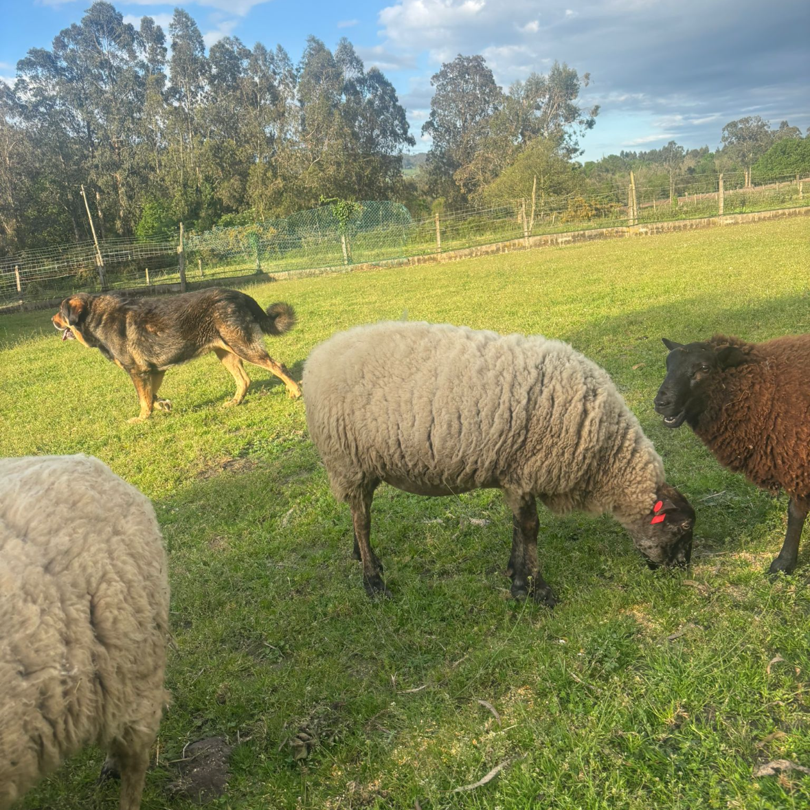 Se vende oveja  - imagen 1