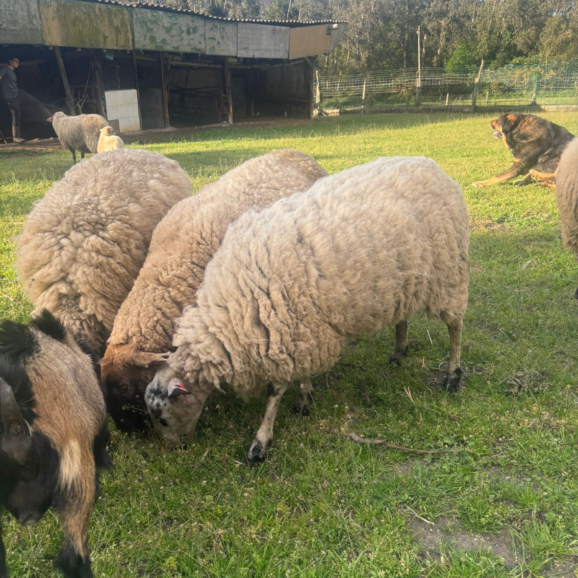 Se vende dos corderas de año  - imagen 1