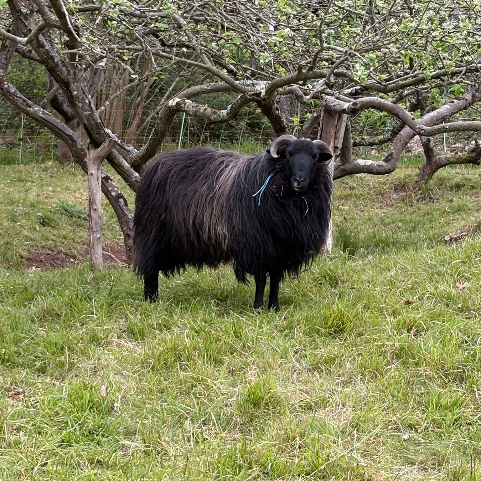 Se vende Carnero - imagen 1