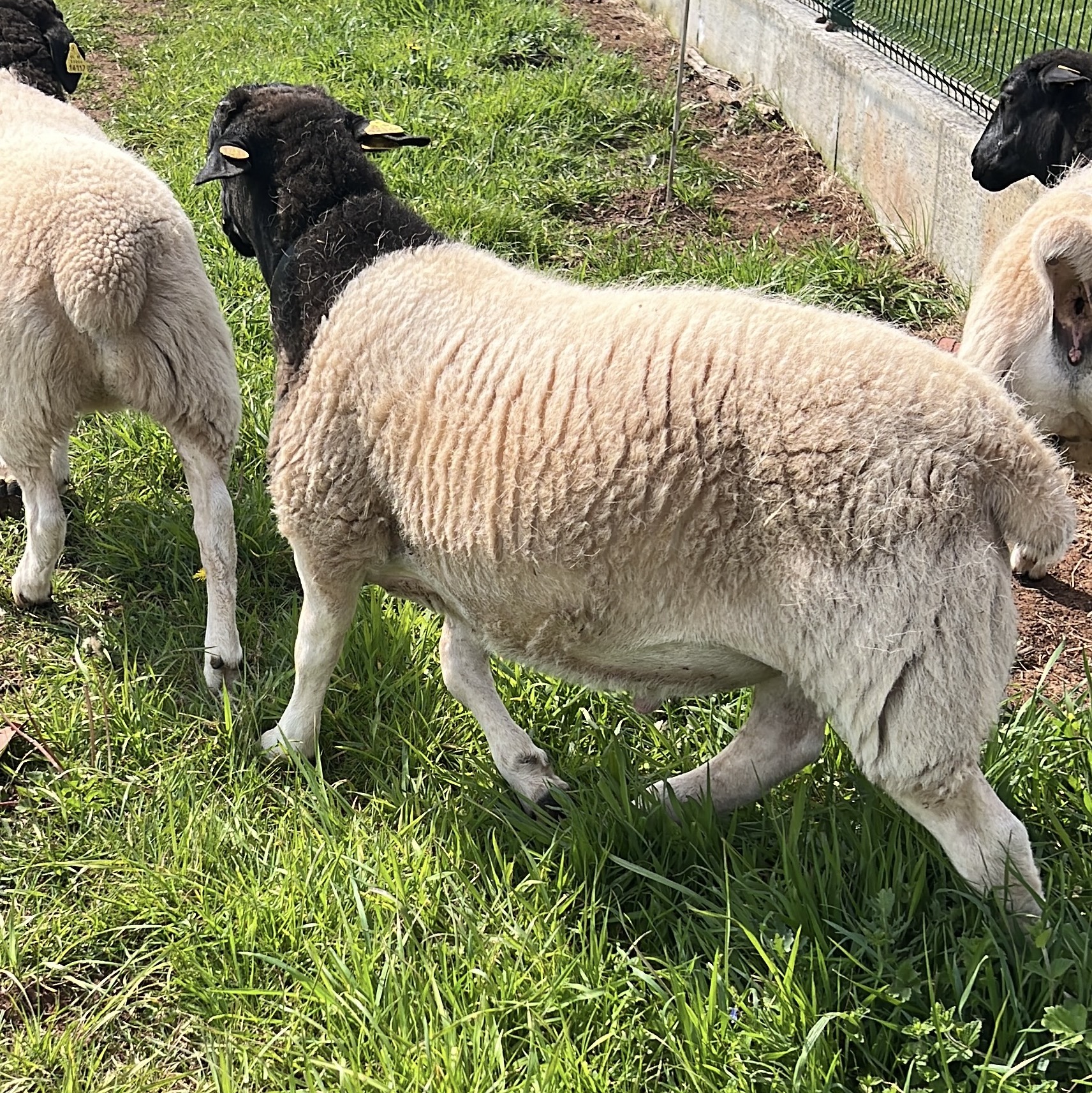 Cordero dorper puro - imagen 1