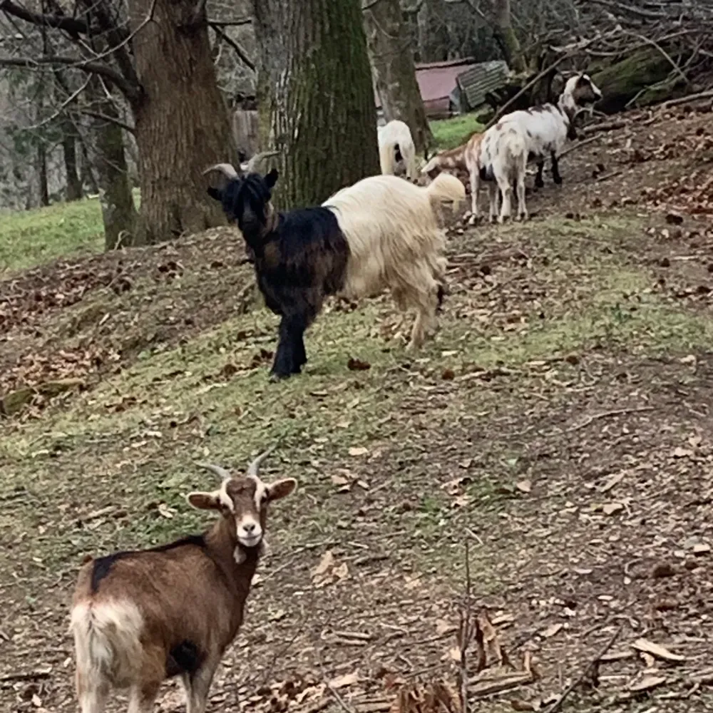 Chivo pelon - imagen 1