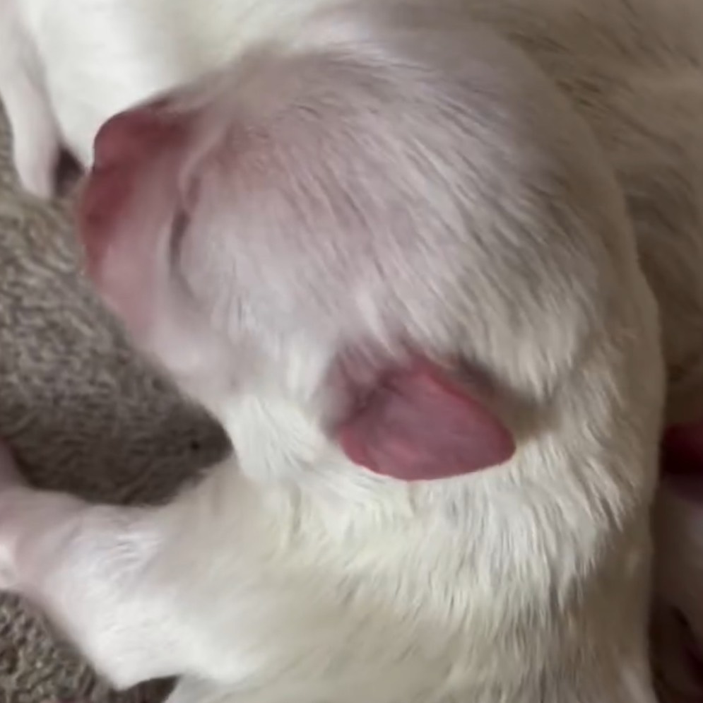 Bichon Maltés  - imagen 1