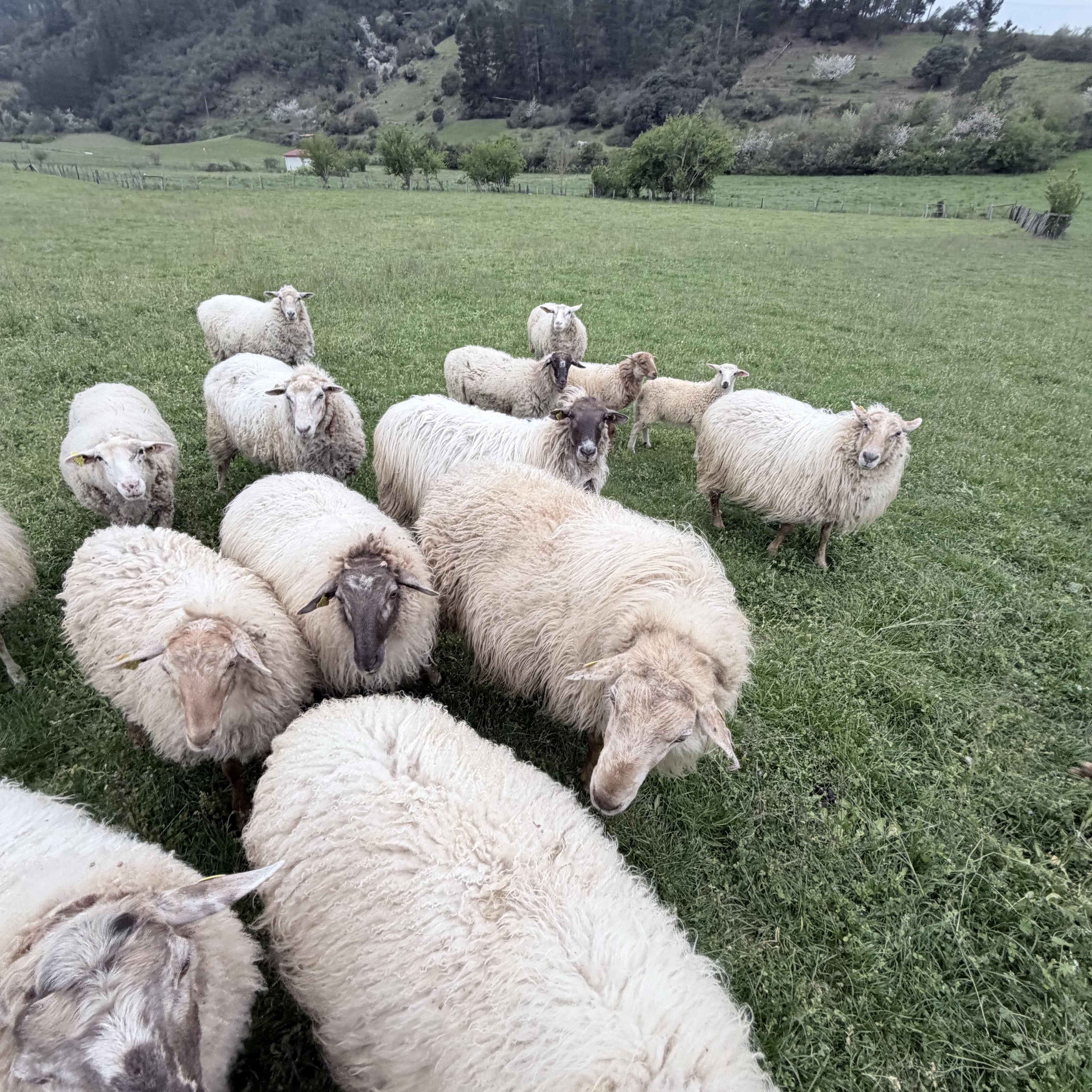 Lote de ovejas  - imagen 1