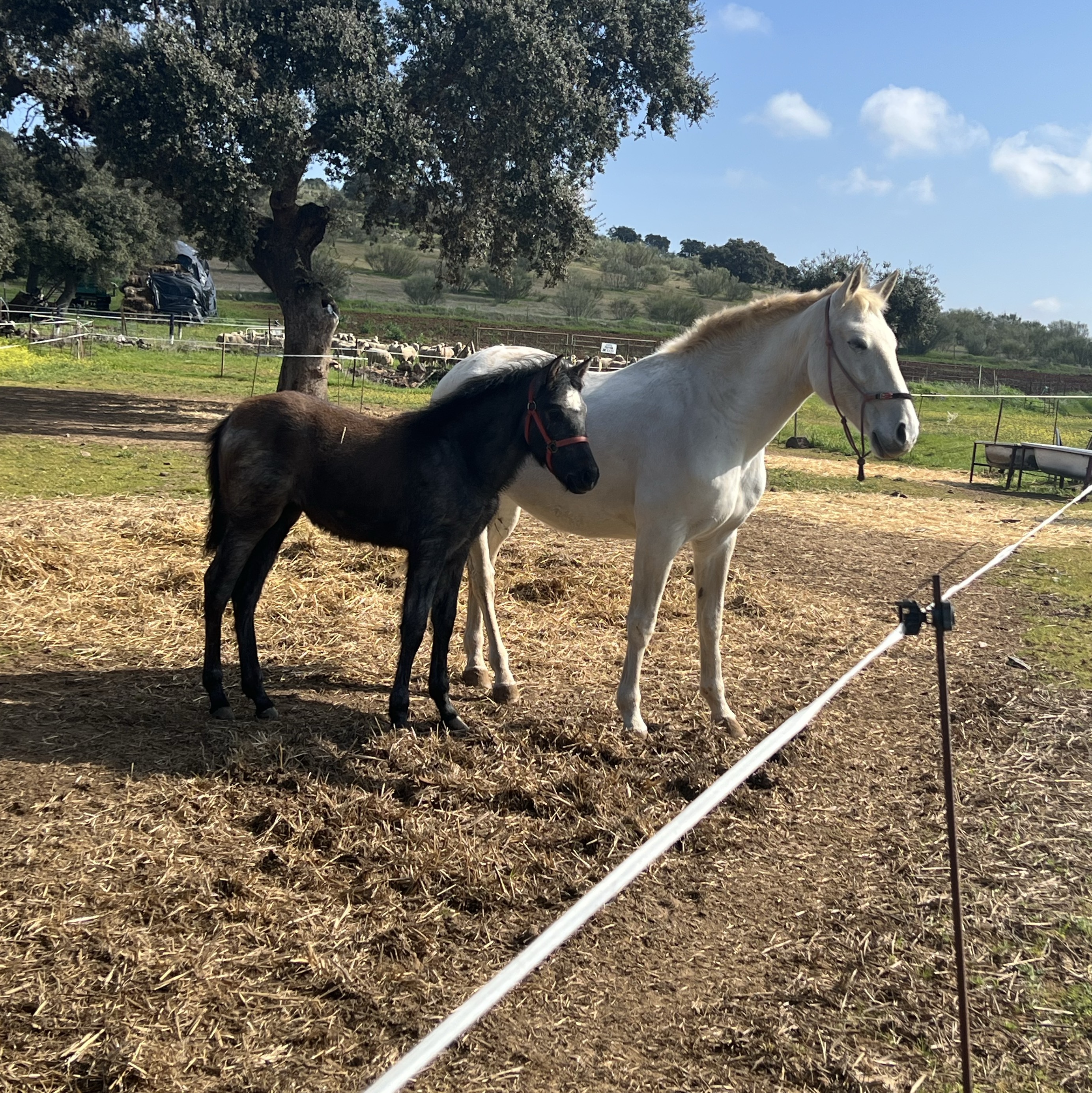 Yegua PRE - imagen 1