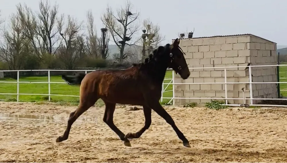 Potro PRE  - imagen 1