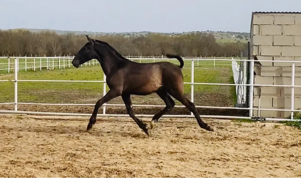 Potro PRE - imagen 1