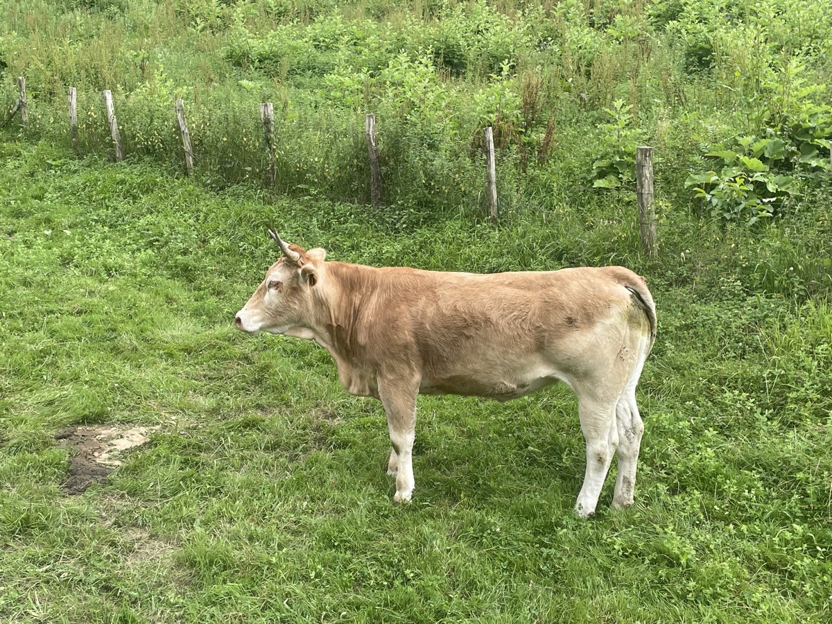 Vaca pirineica - imagen 1