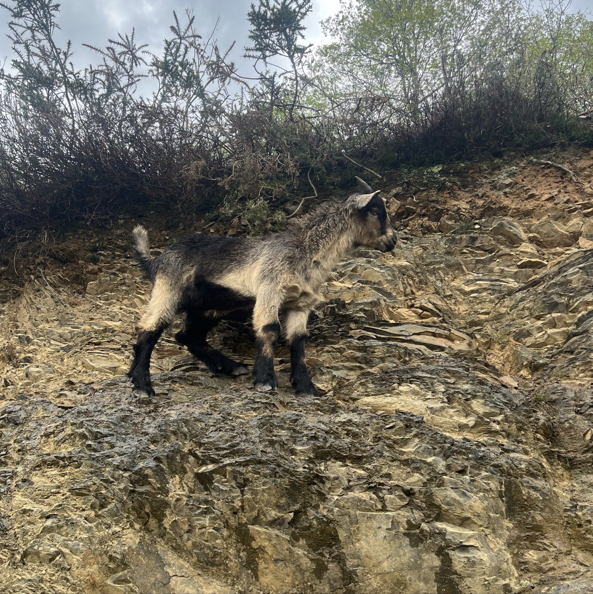 Se vende cabritu  - imagen 1