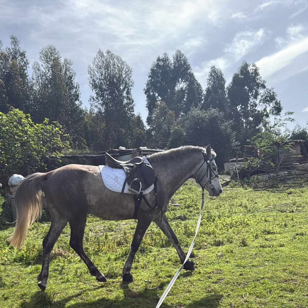 Desbrave y doma basica de potros  - imagen 1