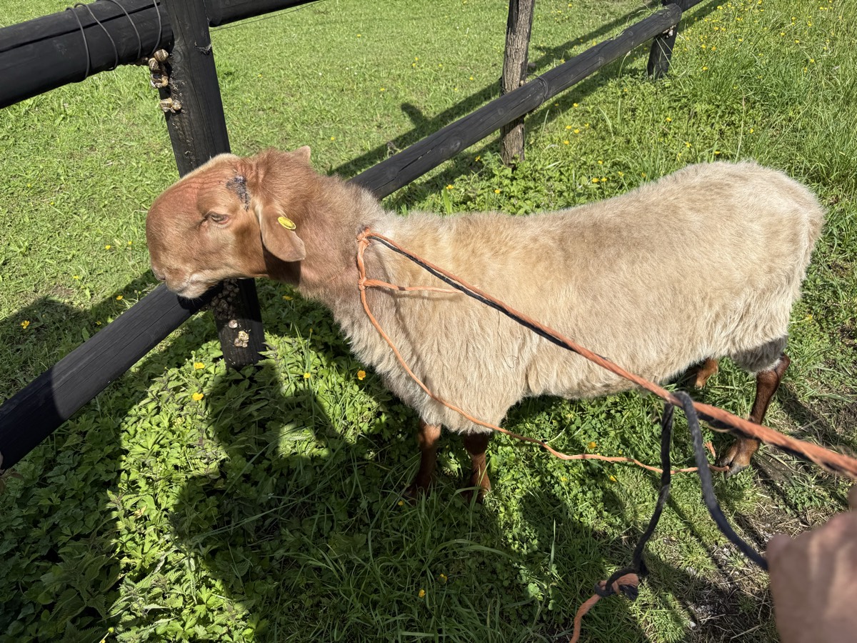 Carnero carranzano  - imagen 1