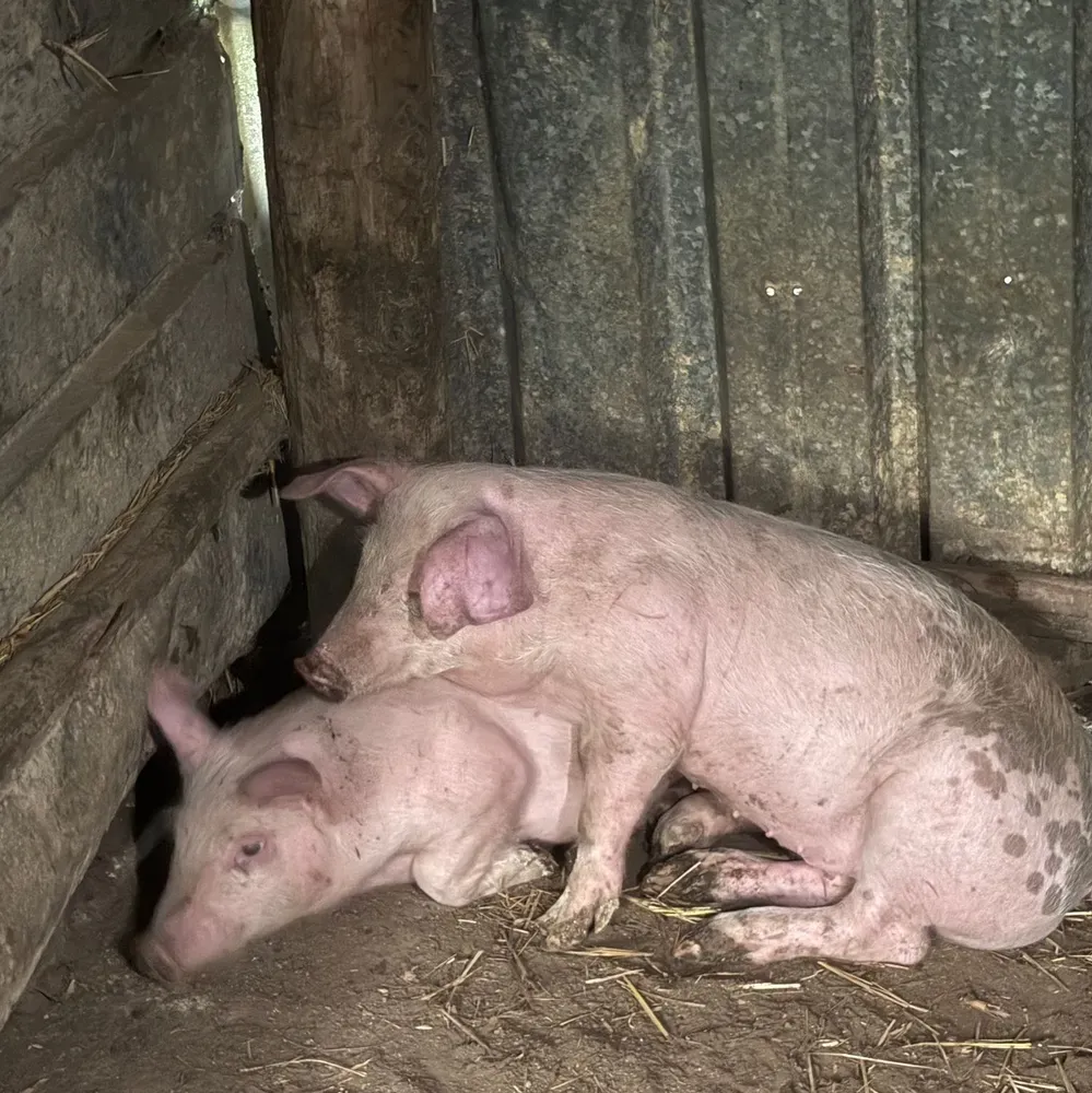 2 cerdos un macho y una hembra - imagen 1